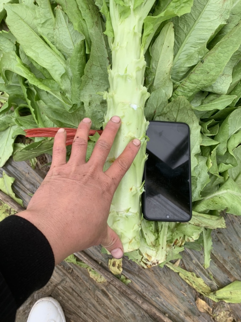 三青皮莴苣