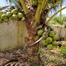 斑斓香水椰子