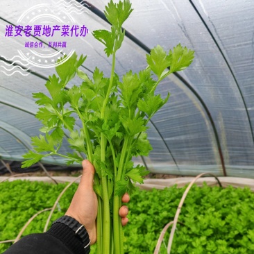 淮安地产大棚带根香芹