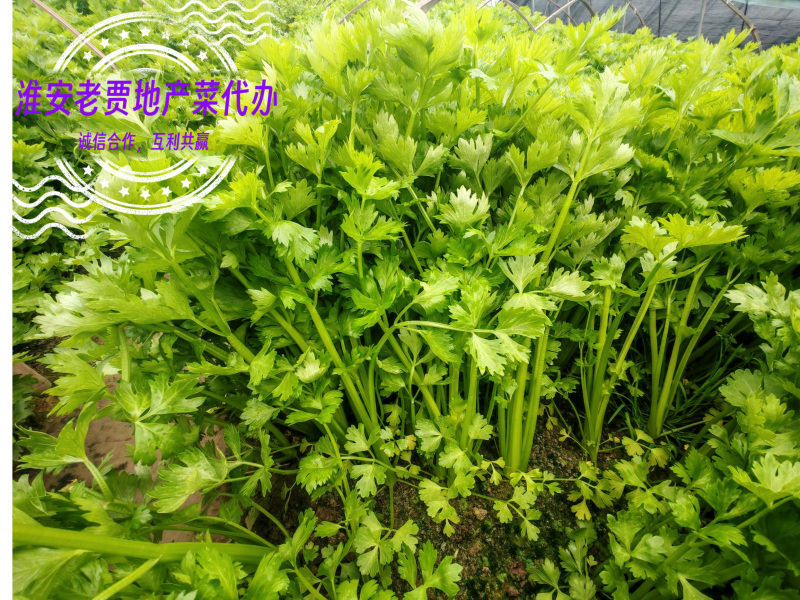 淮安地产大棚带根香芹