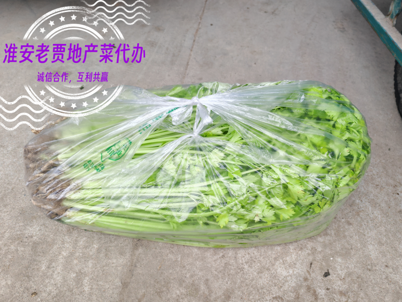淮安地产大棚带根香芹
