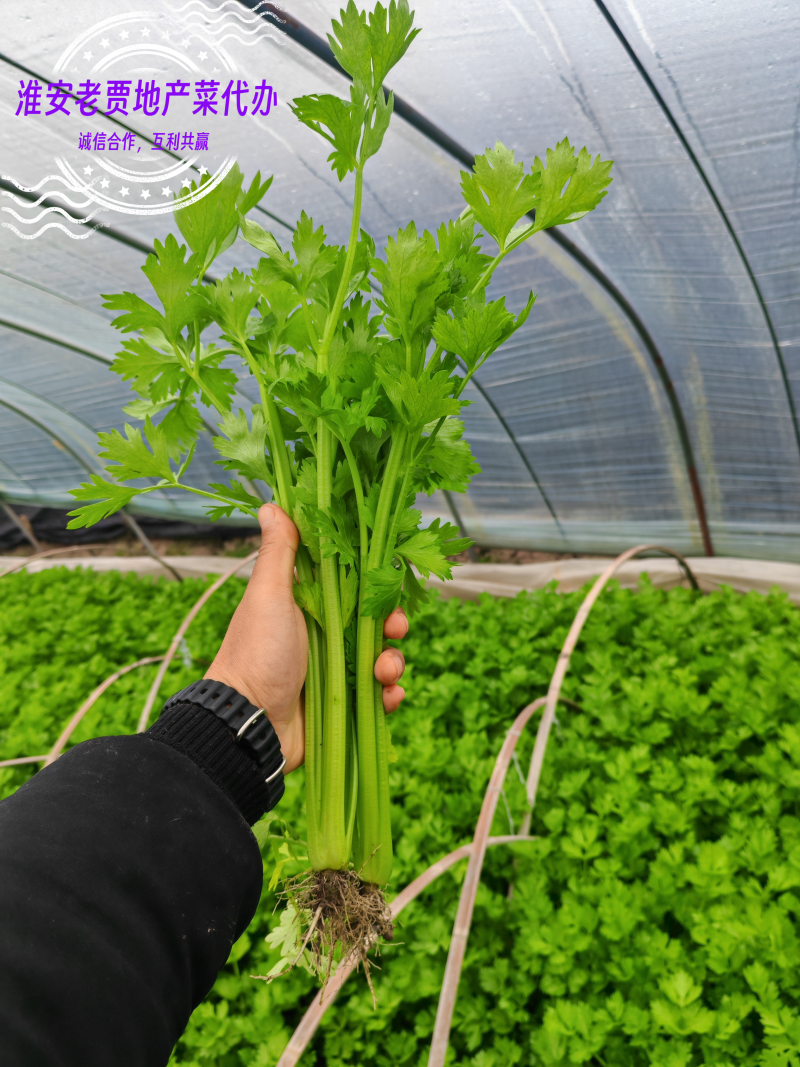 淮安地产大棚带根香芹