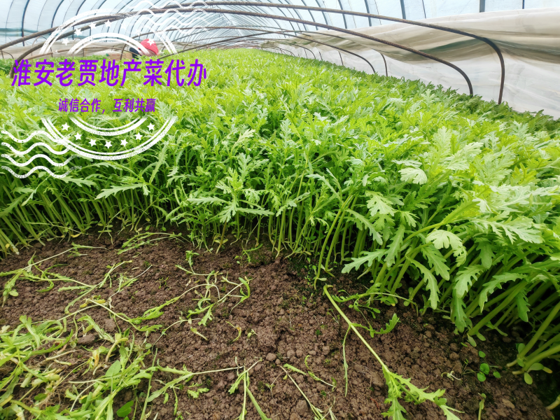 淮安地产茼蒿