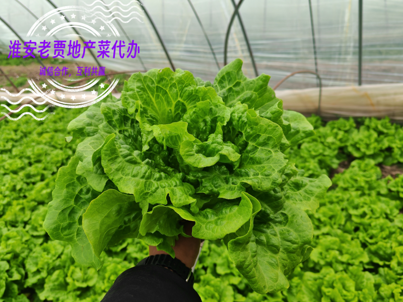 淮安地产意大利生菜