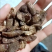 蛴螬蛴螬干老母虫干实拍发货如图现货