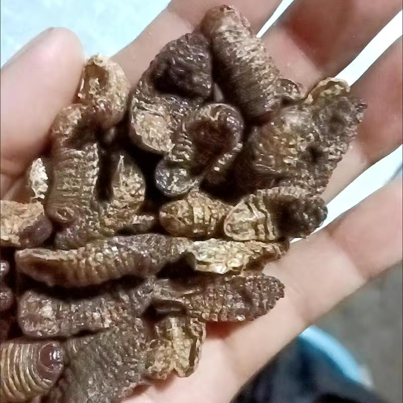 蛴螬蛴螬干老母虫干实拍发货如图现货