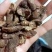蛴螬蛴螬干老母虫干实拍发货如图现货