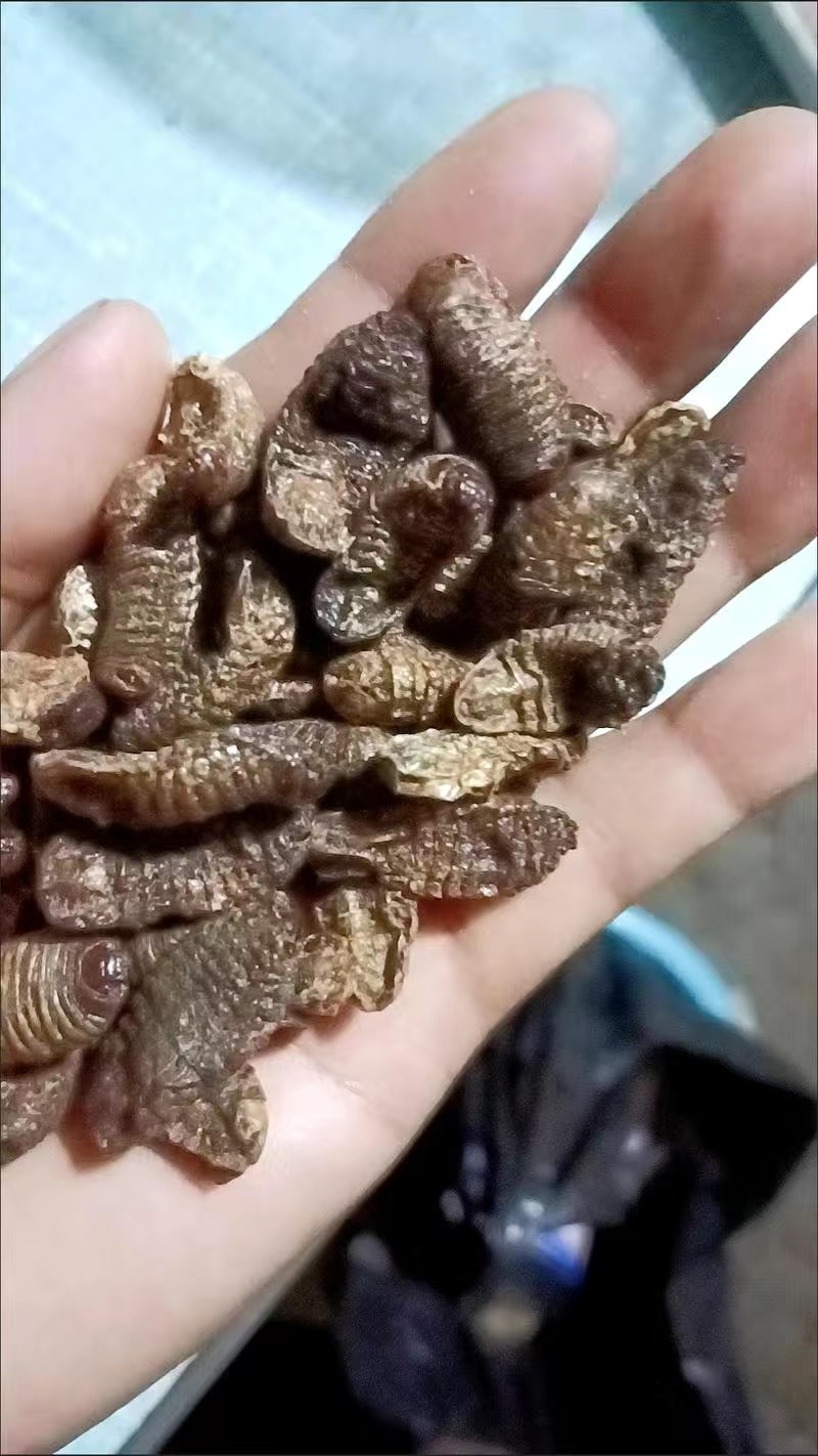 蛴螬蛴螬干老母虫干实拍发货如图现货