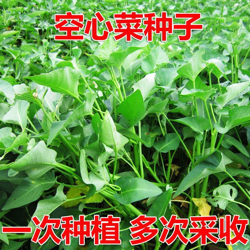 武汉脆嫩青梗大叶空心菜种子优质高产耐热耐湿抗病商品性佳