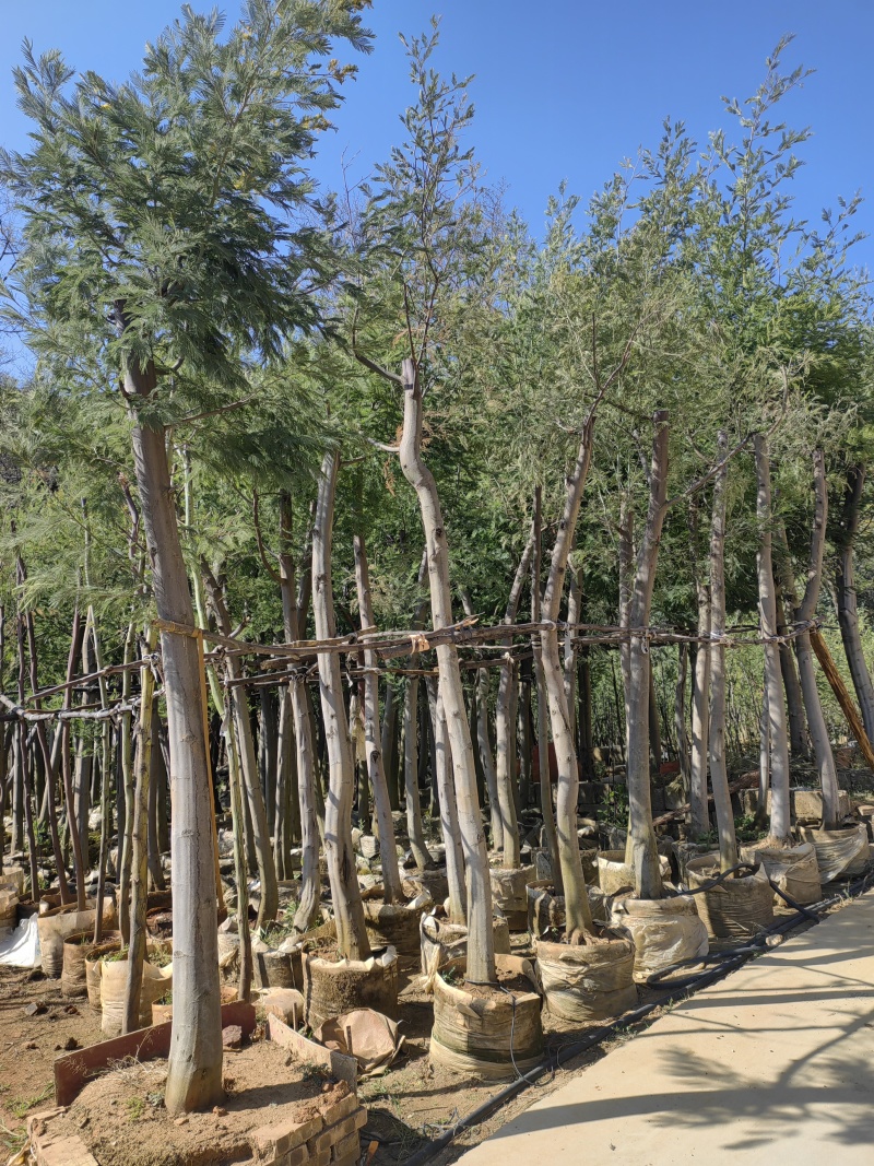 黑荆树，银荆树，金合欢，圣诞树，圣诞树苗，黑荆树苗