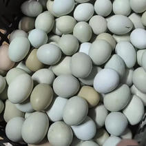 绿壳鸡蛋五黑土鸡蛋