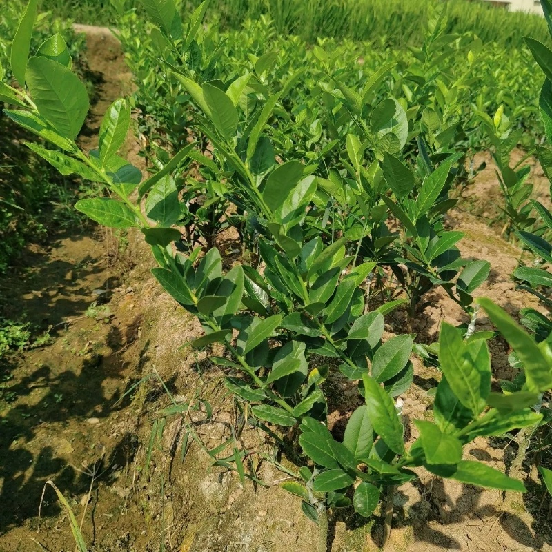 柠檬苗台湾四季香水柠檬苗基地现挖成活率高