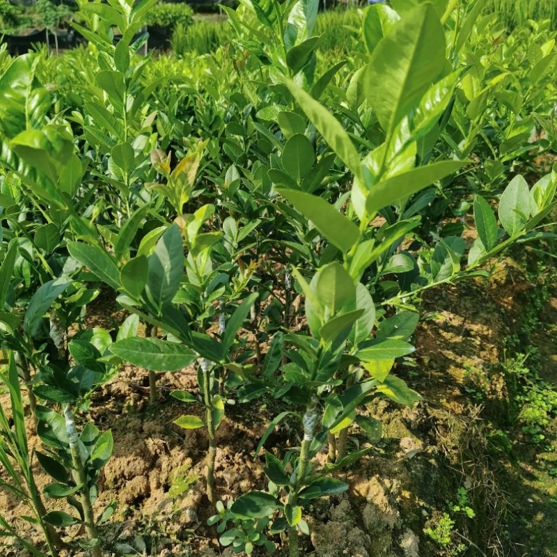 柠檬苗台湾四季香水柠檬苗基地现挖成活率高