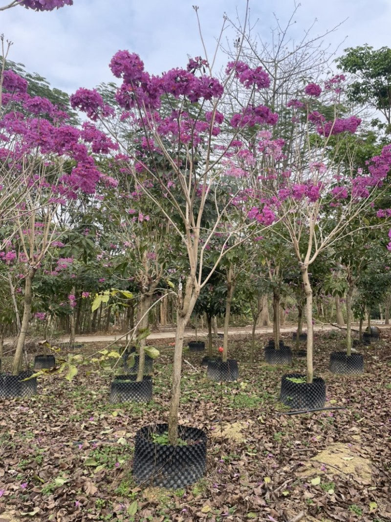 绣球紫花风铃木全冠/嫁接苗基地直销规格齐全欢迎来电