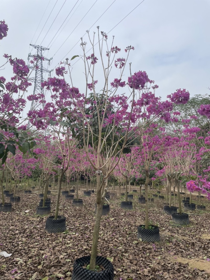 绣球紫花风铃木全冠/嫁接苗基地直销规格齐全欢迎来电