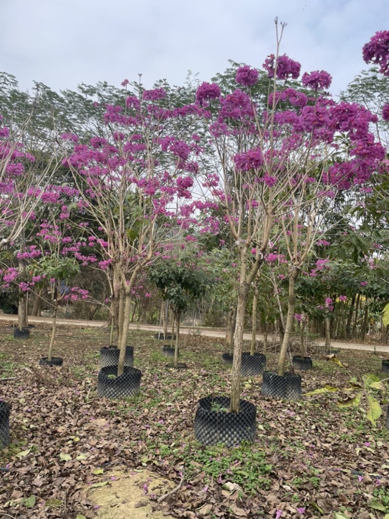 绣球紫花风铃木全冠/嫁接苗基地直销规格齐全欢迎来电