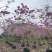 绣球紫花风铃木全冠/嫁接苗基地直销规格齐全欢迎来电