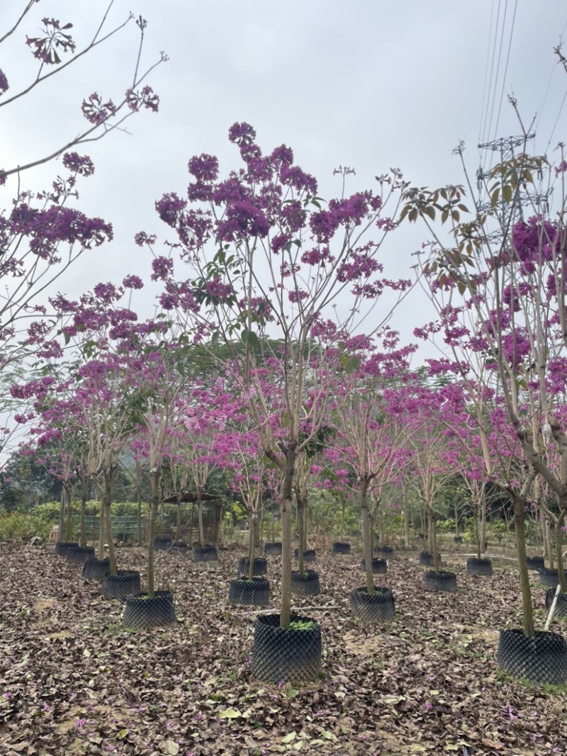 绣球紫花风铃木全冠/嫁接苗基地直销规格齐全欢迎来电