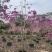 绣球紫花风铃木全冠/嫁接苗基地直销规格齐全欢迎来电