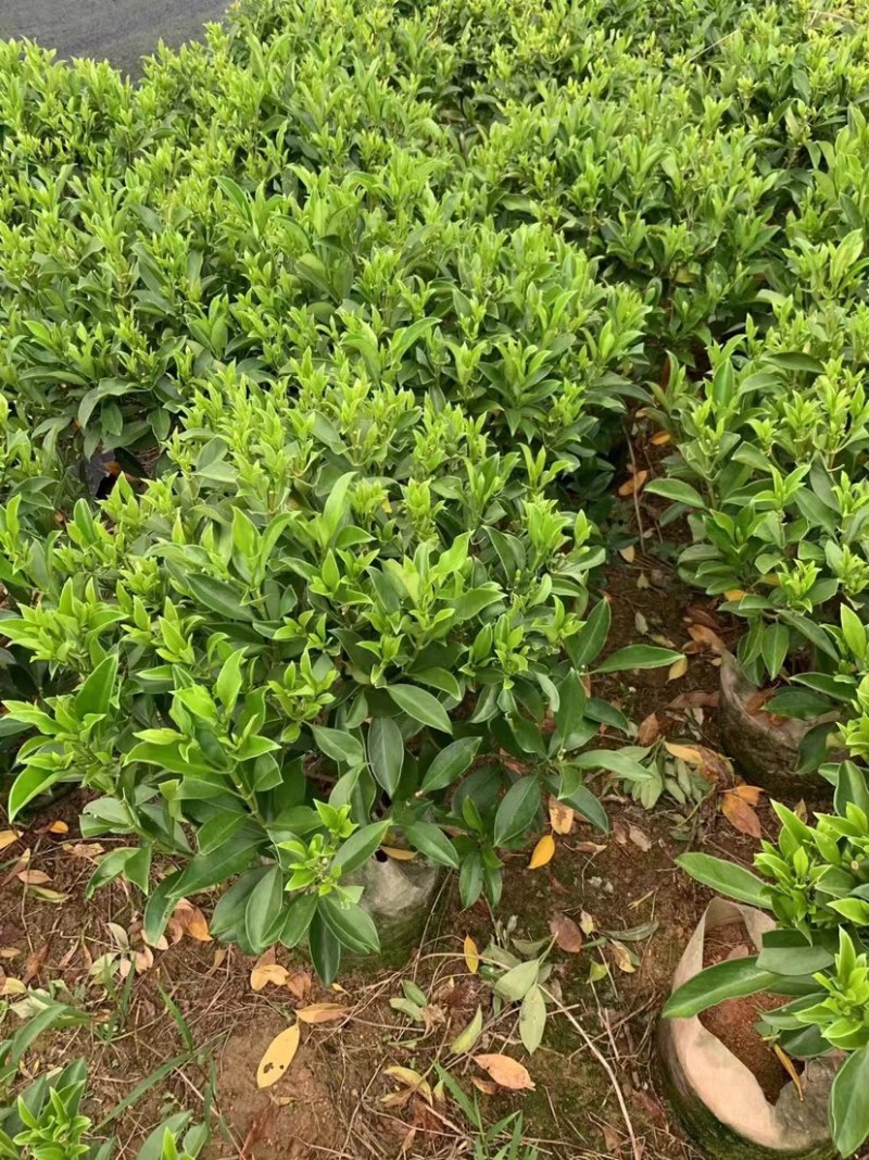 含笑球基地直销，规格齐全，保证质量优，欢迎来电洽谈合作