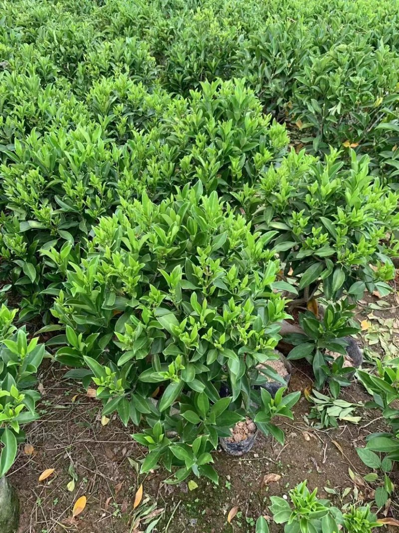 含笑球基地直销，规格齐全，保证质量优，欢迎来电洽谈合作