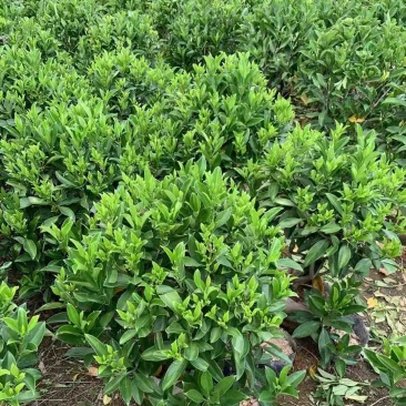含笑球基地直销，规格齐全，保证质量优，欢迎来电洽谈合作