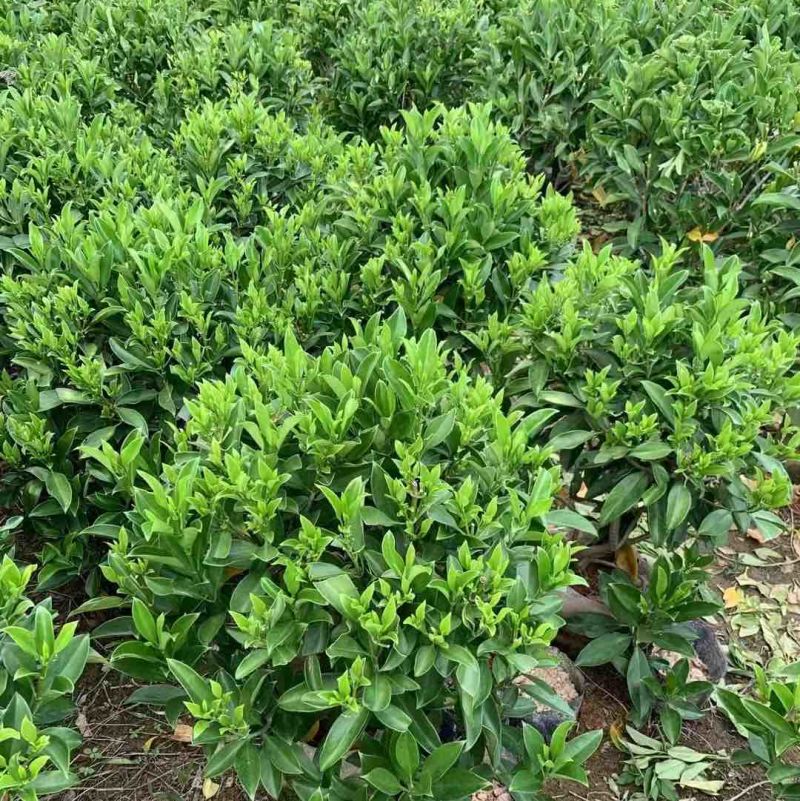 含笑球基地直销，规格齐全，保证质量优，欢迎来电洽谈合作