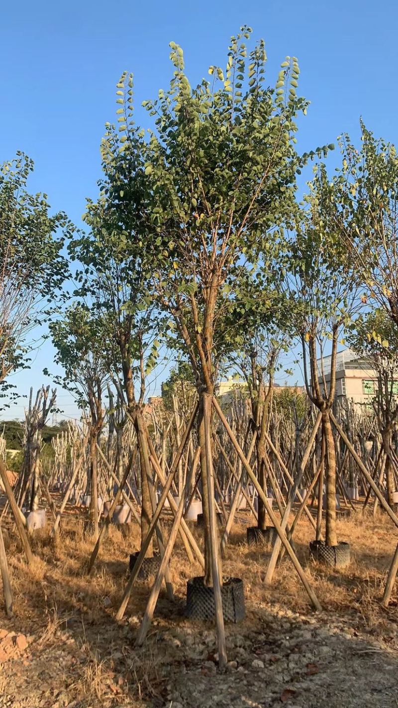 宫粉紫荆规格齐全保证质量优质欢迎来电咨询合作