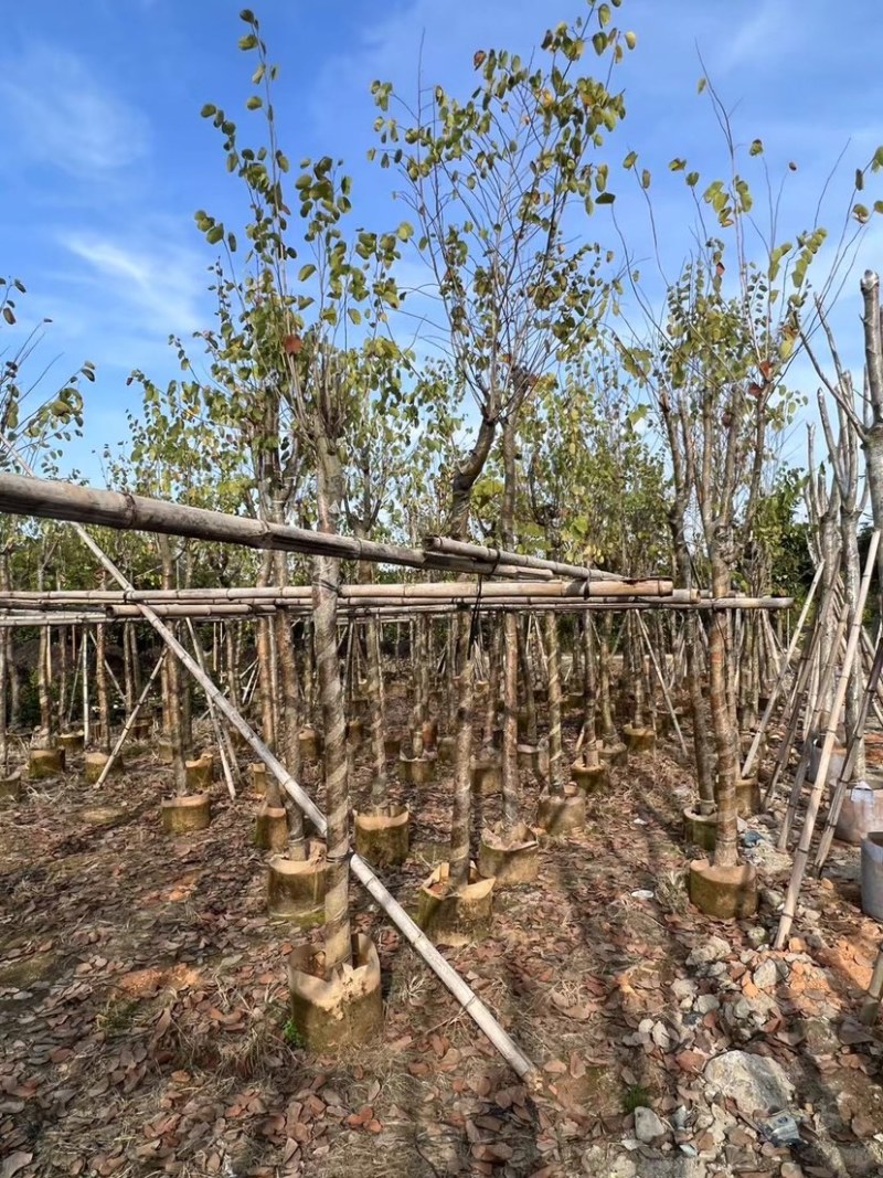 宫粉紫荆规格齐全保证质量优质欢迎来电咨询合作