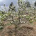 【夏蜜梨树苗】自家果园培育易成活，基地直发，诚信发货
