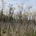 多花/少花黄花风铃木基地直销规格齐全欢迎来电咨询