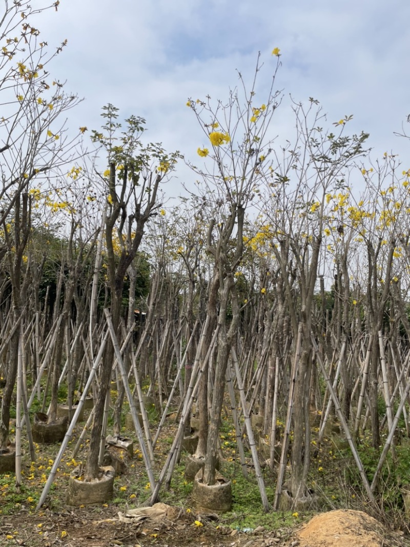 多花/少花黄花风铃木基地直销规格齐全欢迎来电咨询