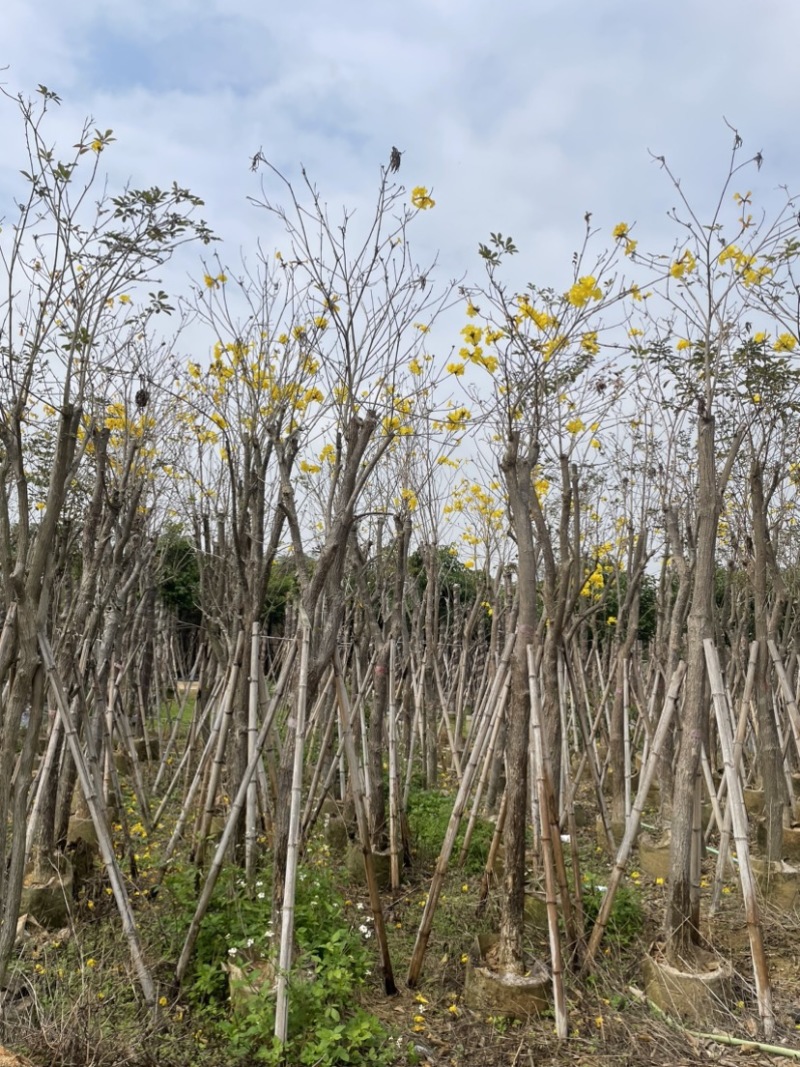 多花/少花黄花风铃木基地直销规格齐全欢迎来电咨询