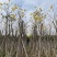 多花/少花黄花风铃木基地直销规格齐全欢迎来电咨询