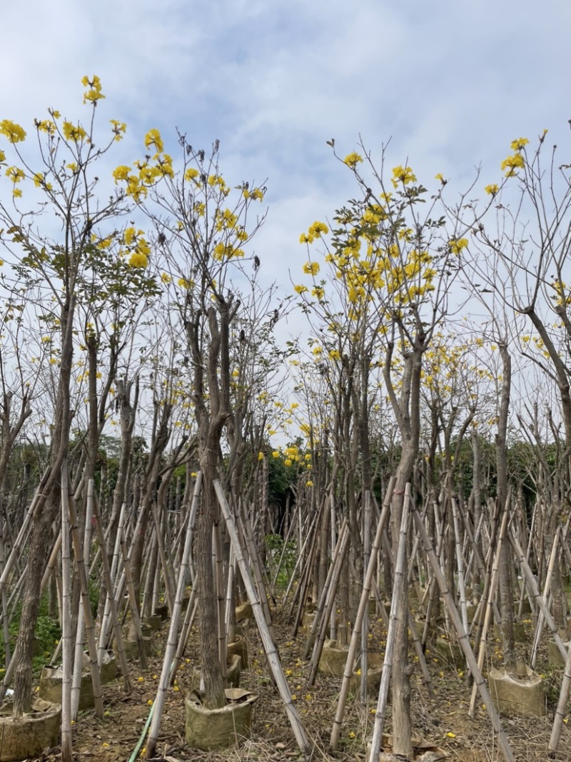 多花/少花黄花风铃木基地直销规格齐全欢迎来电咨询
