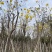 多花/少花黄花风铃木基地直销规格齐全欢迎来电咨询
