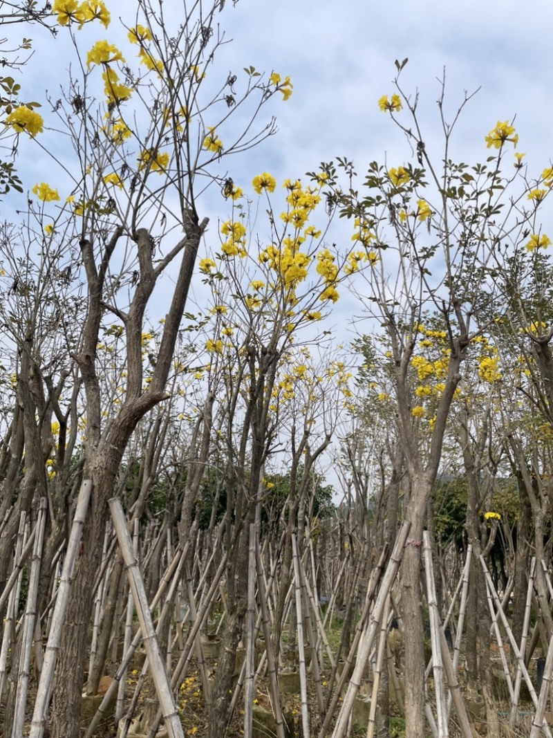 多花/少花黄花风铃木基地直销规格齐全欢迎来电咨询