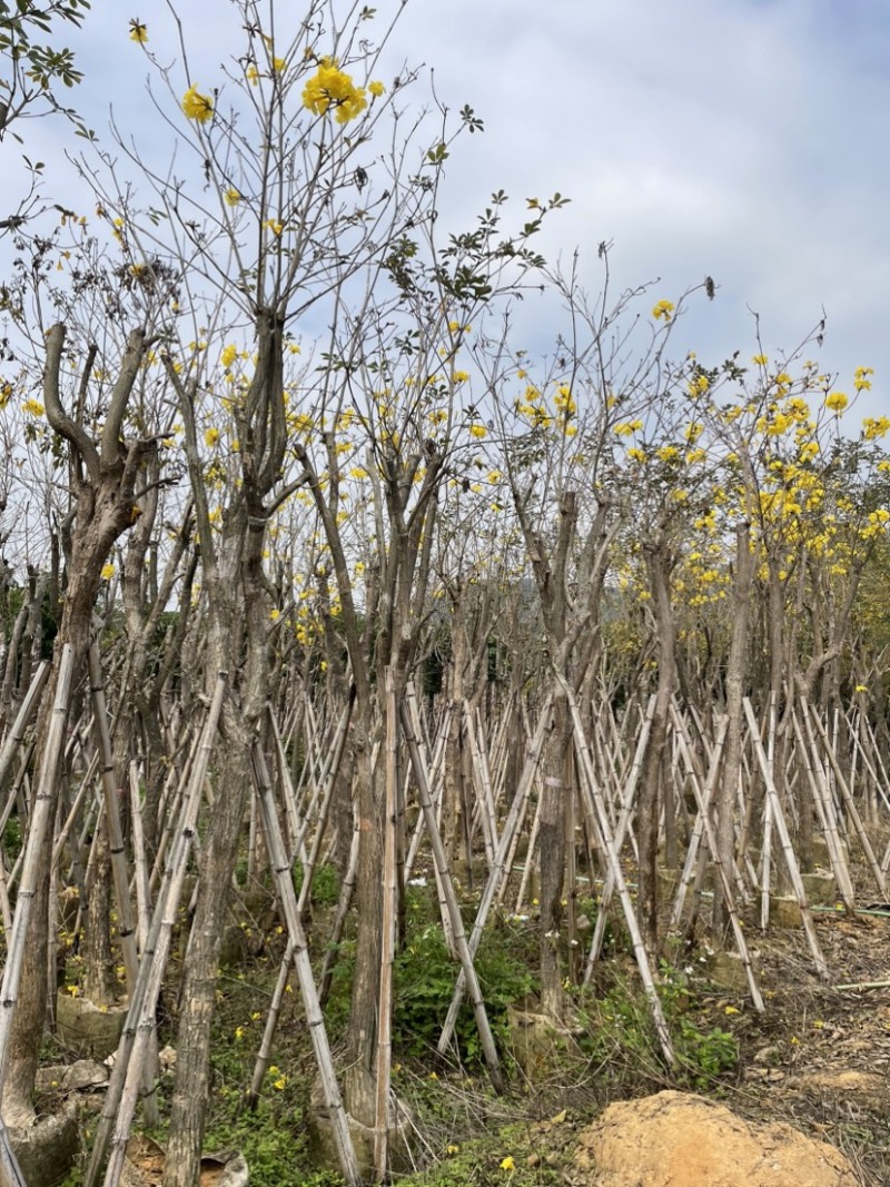 多花/少花黄花风铃木基地直销规格齐全欢迎来电咨询