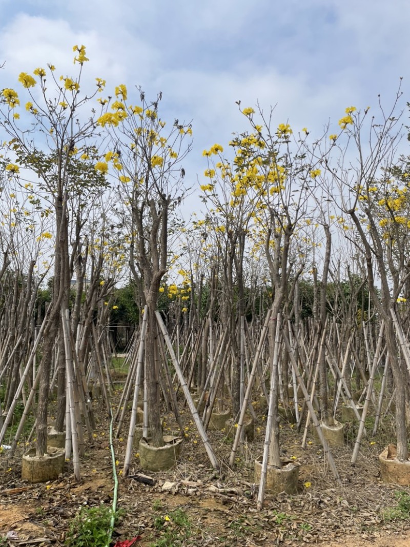 多花/少花黄花风铃木基地直销规格齐全欢迎来电咨询
