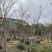紫花风铃木基地直销规格齐全质量优欢迎来电洽谈合作