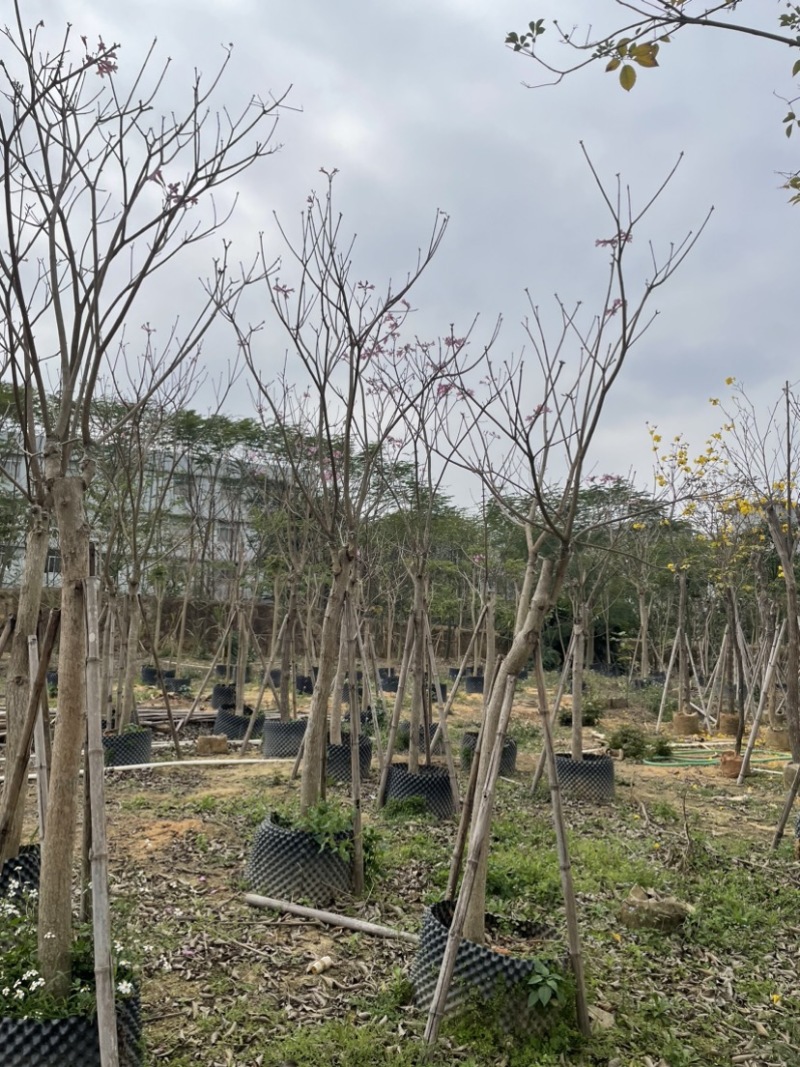 紫花风铃木基地直销规格齐全质量优欢迎来电洽谈合作