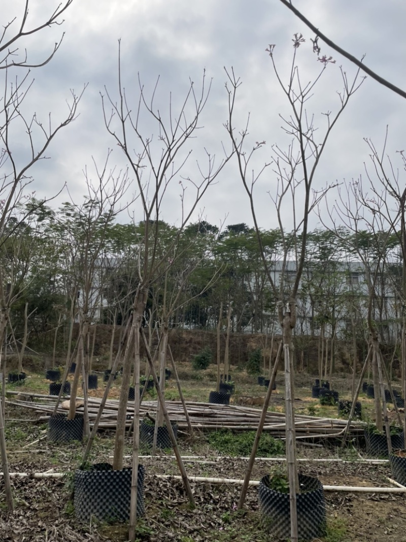 紫花风铃木基地直销规格齐全质量优欢迎来电洽谈合作