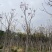 紫花风铃木基地直销规格齐全质量优欢迎来电洽谈合作
