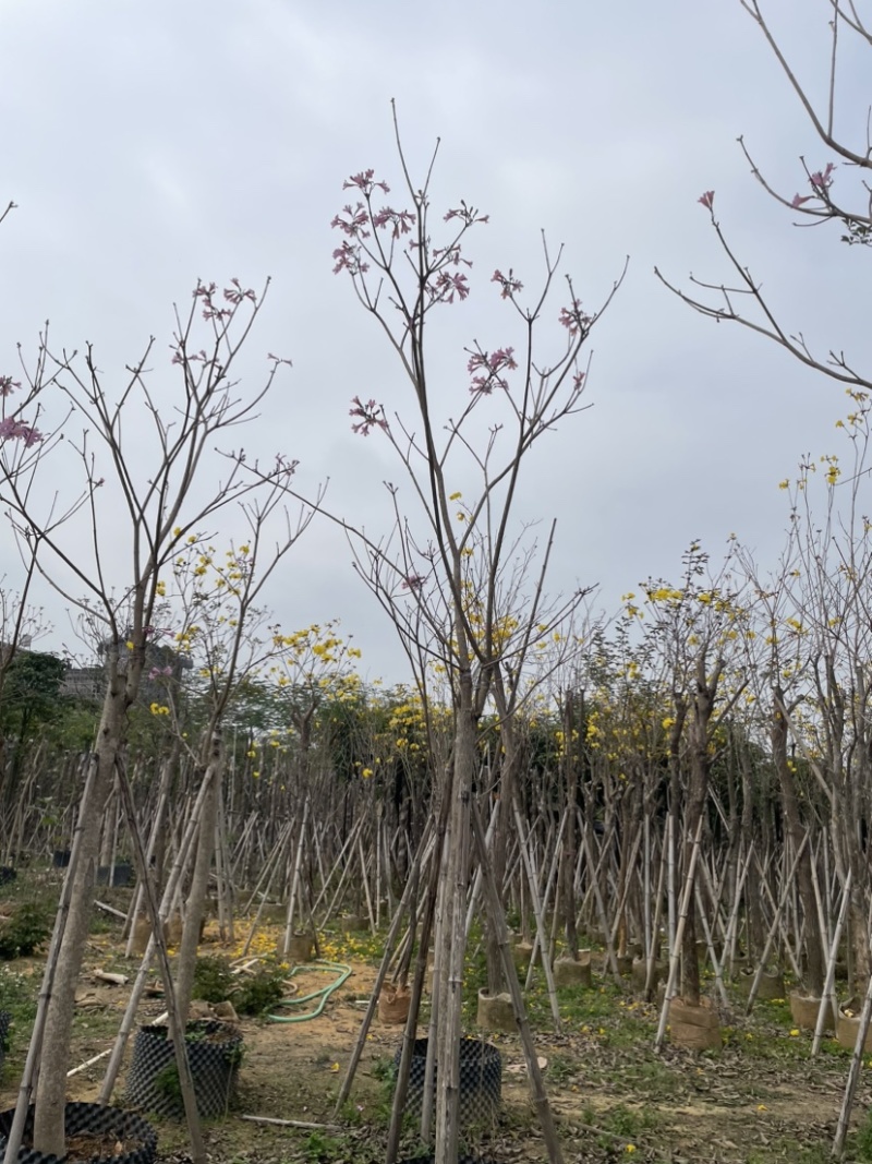 紫花风铃木基地直销规格齐全质量优欢迎来电洽谈合作