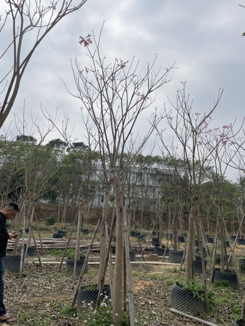 紫花风铃木基地直销规格齐全质量优欢迎来电洽谈合作