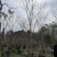 紫花风铃木基地直销规格齐全质量优欢迎来电洽谈合作