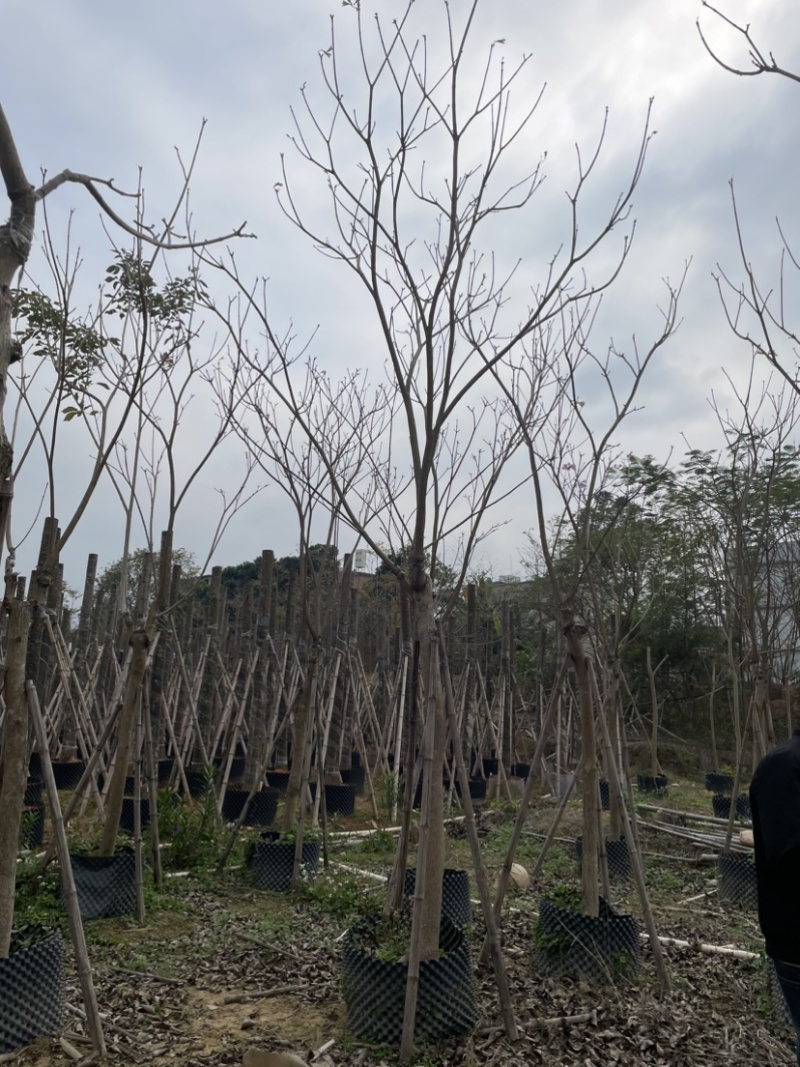 紫花风铃木基地直销规格齐全质量优欢迎来电洽谈合作