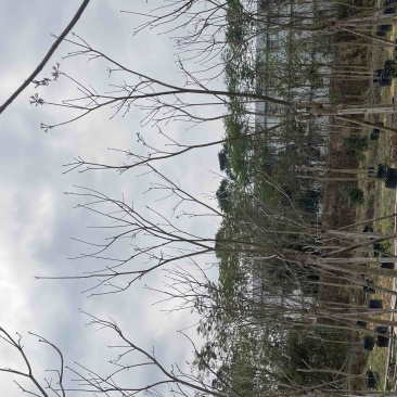 紫花风铃木基地直销规格齐全质量优欢迎来电洽谈合作
