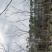 紫花风铃木基地直销规格齐全质量优欢迎来电洽谈合作