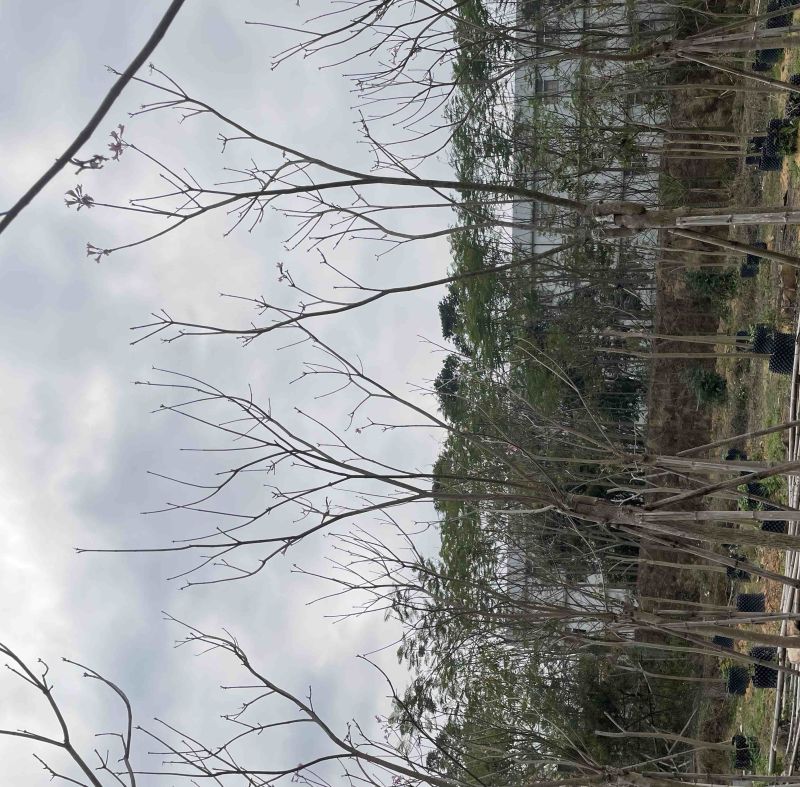 紫花风铃木基地直销规格齐全质量优欢迎来电洽谈合作